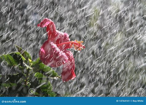 Rain Flower Stock Image Image 14764141