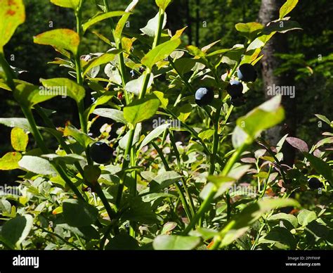 Blueberry O Blueberry Myrtle Vaccinium Myrtillus Un Arbusto De Bajo