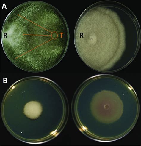 Representative Of Antagonistic Tests Between Trichoderma Spp And