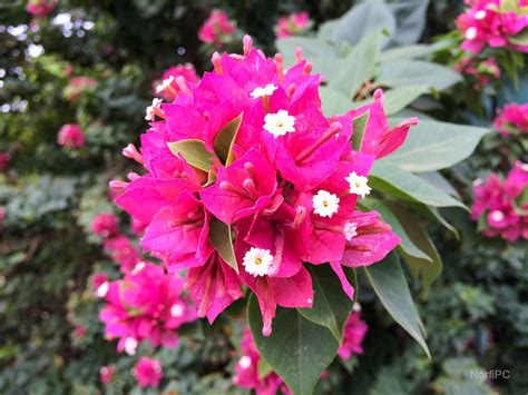 Fotos de flores de la Bougainvillea, Bugambilia o Rosa de papel ...