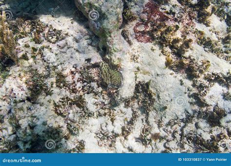 Dying coral reef stock image. Image of small, rocks - 103310837