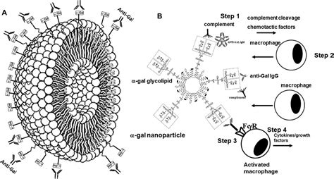 Frontiers Biosynthesis Of α Gal Epitopes Galα1 3galβ1 4glcnac R And