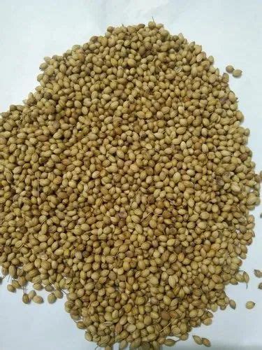 Brown Dried Coriander Seed For Cooking At Rs 90 Kg In Ajmer ID