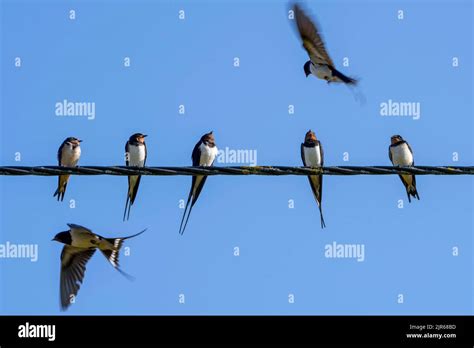 group  swallows wire uk  res stock photography  images alamy