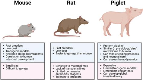 Frontiers State Of The Art Review And Update Of In Vivo Models Of