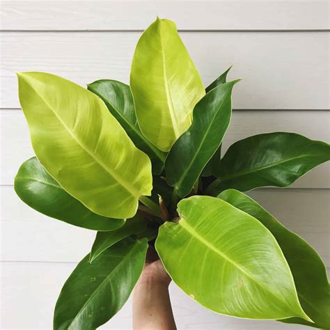 Complete Care Guide for Philodendron Moonlight - Plants Craze