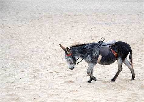 30+ Donkey Beach British Culture Riding Stock Photos, Pictures ...