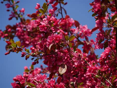 Bloesembomen Blikvangers In De Tuin Van Den Berk Boomkwekerijen