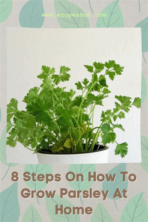 Propagate Parsley How To Grow Parsley From Cuttings And Seed Artofit