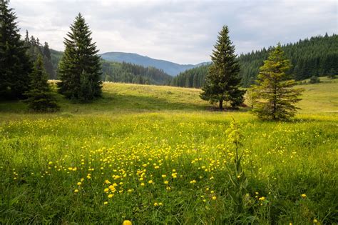 Preparing Your Home Heating System For The Cooler Months Black Bear Fuel