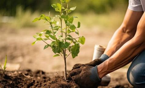 Einen Baum Richtig Pflanzen GARTENmarkt