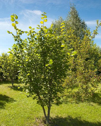 American Hazelnut Shrubs for Sale at Arbor Day's Online Tree Nursery ...