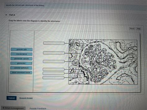 Solved Identity the microscopic structures of the kidney | Chegg.com 