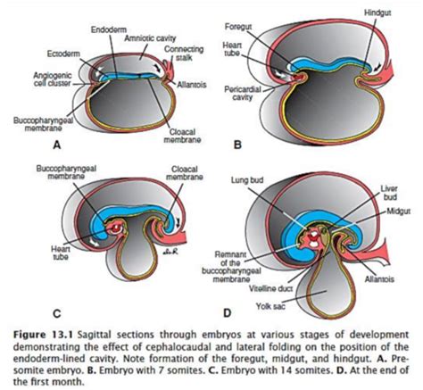 The Embryo Of The Foregut