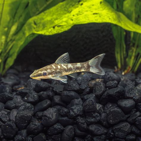 Zebra Otocinclus Petite Algae Eater For Vibrant Aquariums Flip Aquatics