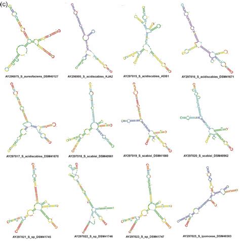 Predicted Its1 Rna Secondary Structures For 28 Species Of The Genus