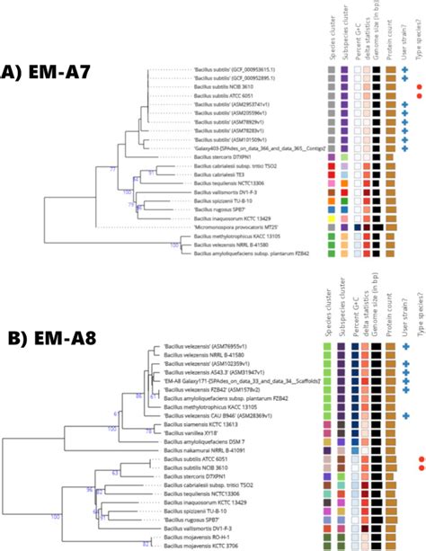 Draft Genome Sequences Of Two Biocontrol Agents Isolated From The Maize Phyllosphere Bacillus