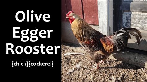 Olive Egger Barnyard Mix Rooster Chick Youtube