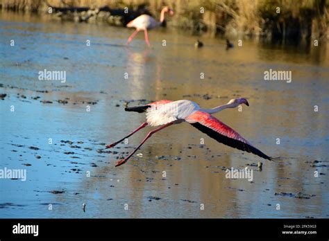 A Greater Flamingo Flying Over A Lagoon Stock Photo Alamy