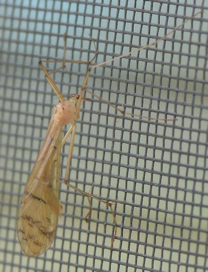 Bittacus Sp Bittacus BugGuide Net