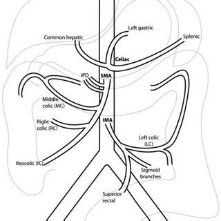 Collateral Blood Supply Between The Superior Mesenteric Artery And