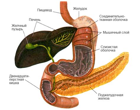 Желудок. Кишечник. Пищеварительные железы — урок. Биология, 9 класс.