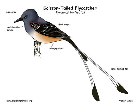 Flycatcher Scissor Tailed