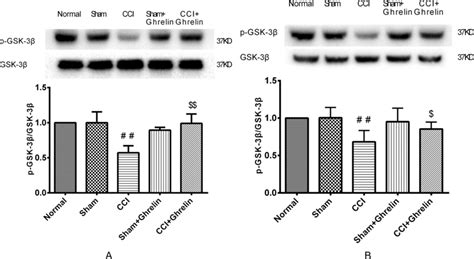 Western Blotting Analysis Of P Gsk3β And Gsk 3β In Rat Spinal Dorsal