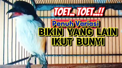 CENDET GACOR TOET TOET PENUH VARIASI PANCINGAN EFEKTIF LANGSUNG NYAUT