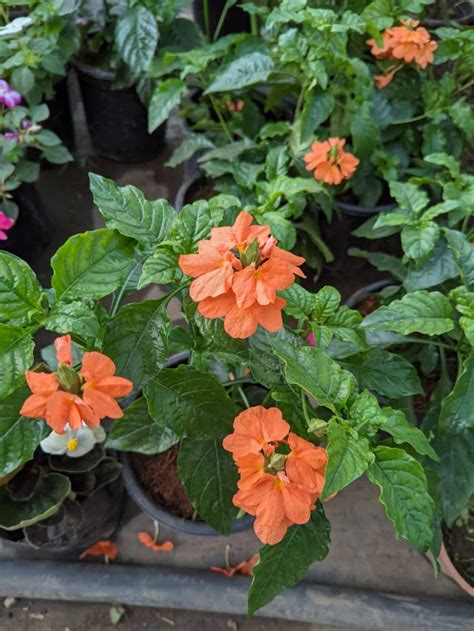 Crossandra Crossandra Infundibuliformis Plant Wild Roots