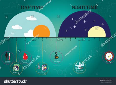 Circadian Rhythms Controlled By Circadian Clocks Stock Vector (Royalty ... 
