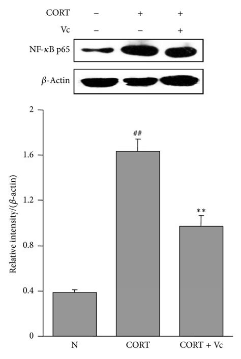 Effects Of Vitamin C On Protein Expression Of Nf κb P65 In Cort Treated