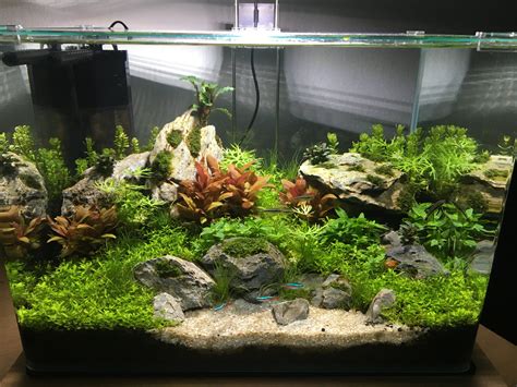 Fts Beginner G Low Tech Days Aquarium Garden Aquarium Landscape