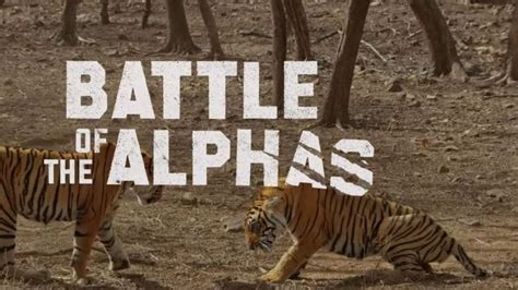 Watch Battle Of The Alphas Episode 1 Streaming On Animal Planet Hindi