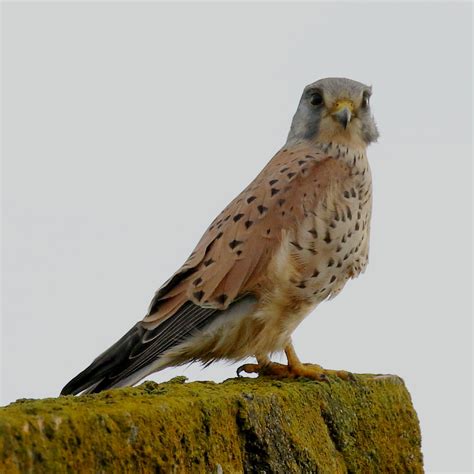 Common Kestrel Falco Tinnunculus