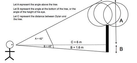 algebra precalculus - Determine the height of the tree - Mathematics ...