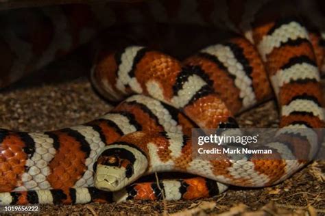 59 Arizona Kingsnake Stock Photos, High-Res Pictures, and Images ...