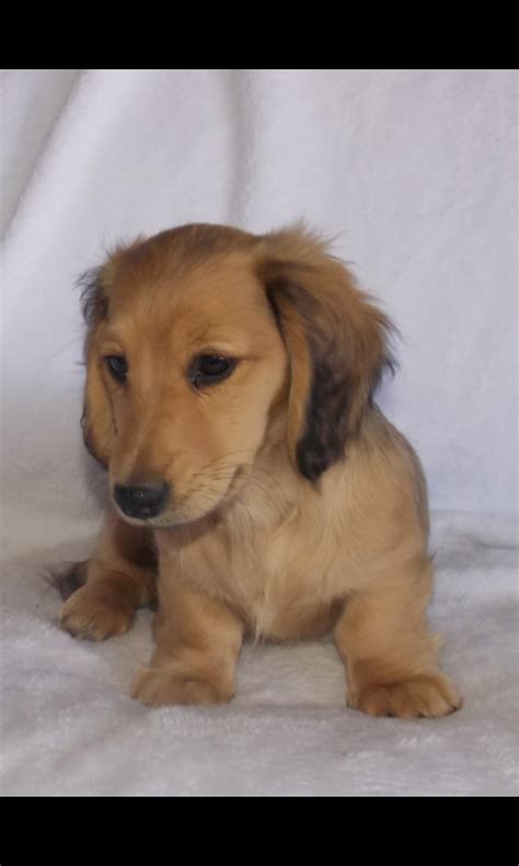 Long Haired Dachshund For Sale All You Need Infos