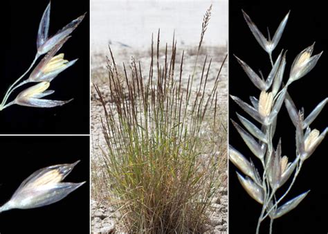 Agrostis Castellana Boiss Reut Portale Alla Flora Del Parco