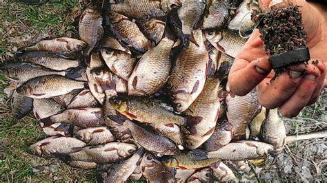 По холодной воде лучше не придумать, прикормка - мастырка для рыбалки ...