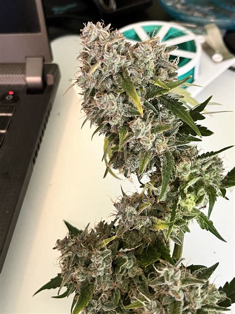 Harvest - THCFarmer