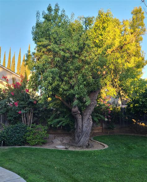 Is this an almond tree? Should be able to get clearer pictures this