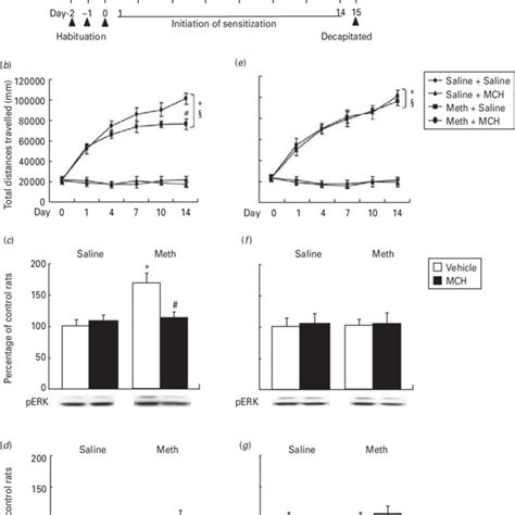 Representative Cannula Placements In The Nucleus Accumbens Core A And