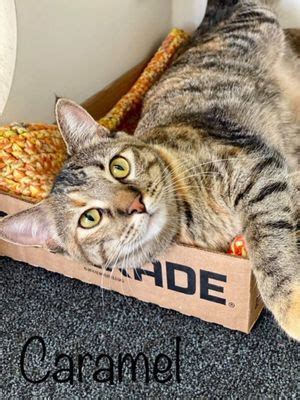 adoptable pets, dog, cat, adopt