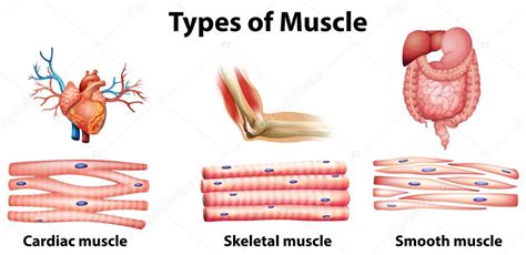 Types of muscle — Stock Vector © blueringmedia #36147391