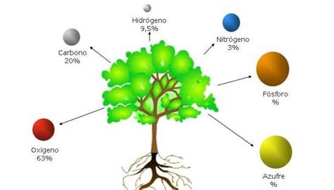 Fases De La Nutricion De Las Plantas Dinami