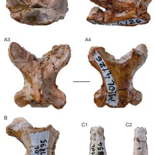 -Varanidae, Molayan, Varanus sp., trunk vertebra MOL 4126, photos: A ...