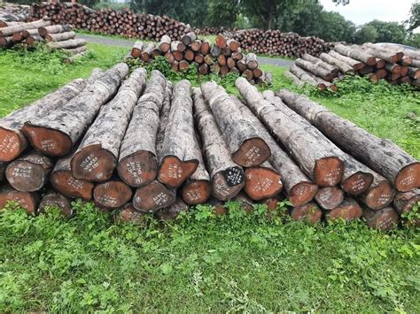 plantation teak wood log  rs cubic feet  ernakulam id