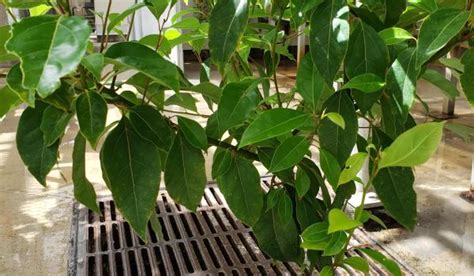 Cinnamomum camphora | Bessey Greenhouse (Richard W. Pohl Conservatory)