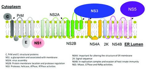 A Schematic Plot Of Zika Polyprotein On The Membrane Of The Endoplasmic